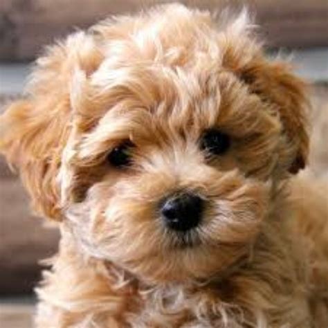 maltipoo photos